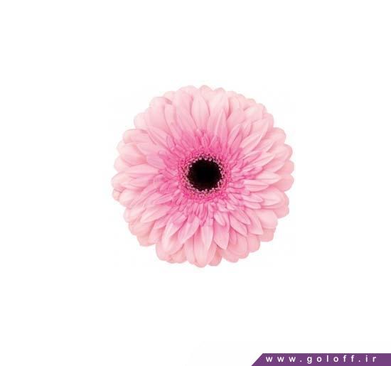 خرید اینترنتی شاخه گل ژربرا ماراتن - Gerbera | گل آف